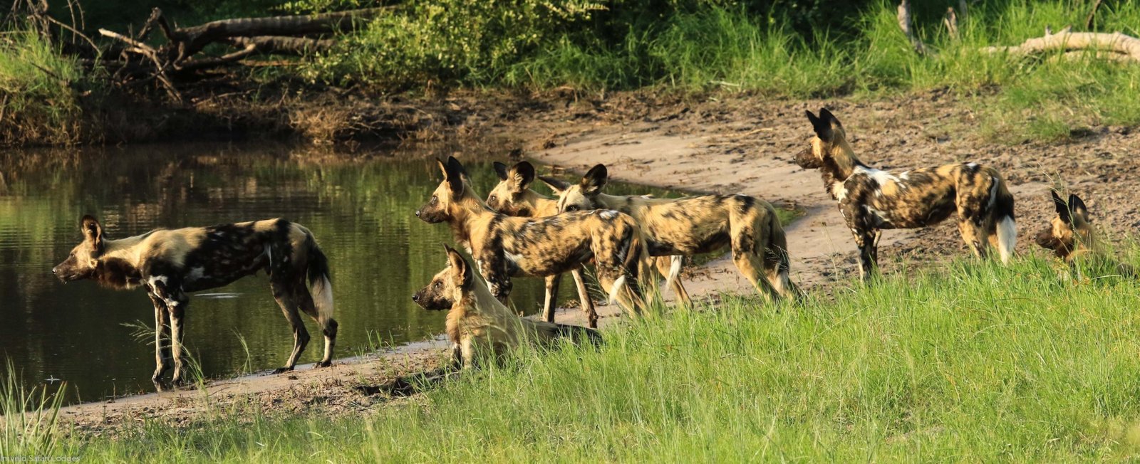 Wild Dogs am Wasserloch