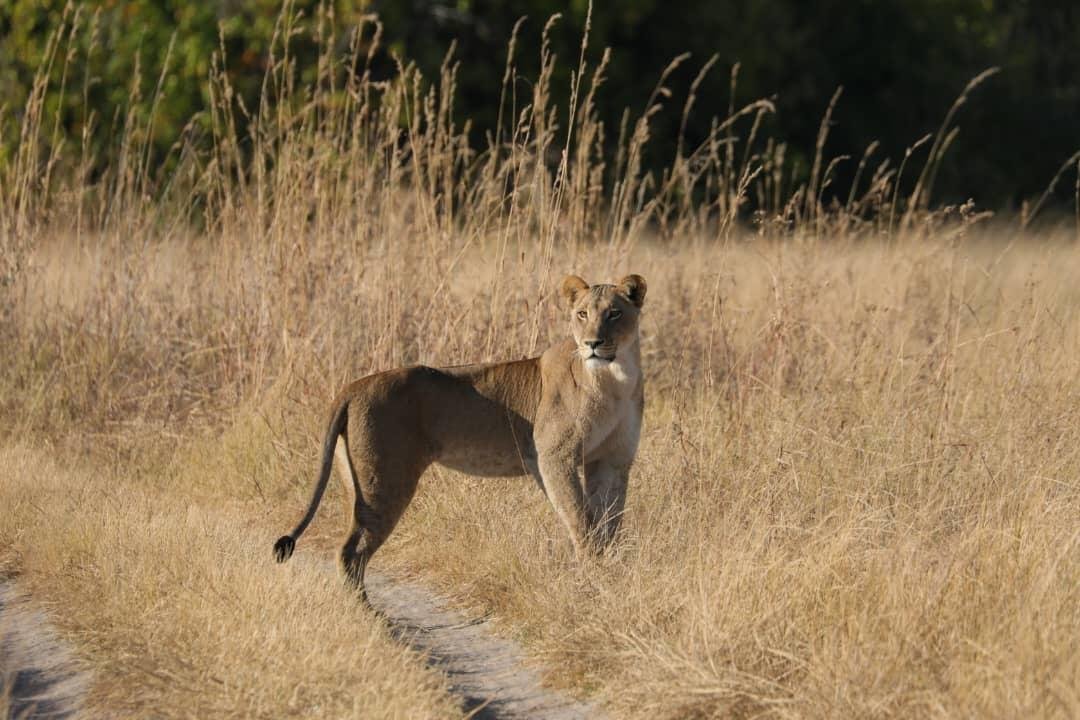 Löwe bei MmaTsebe Tented Camp