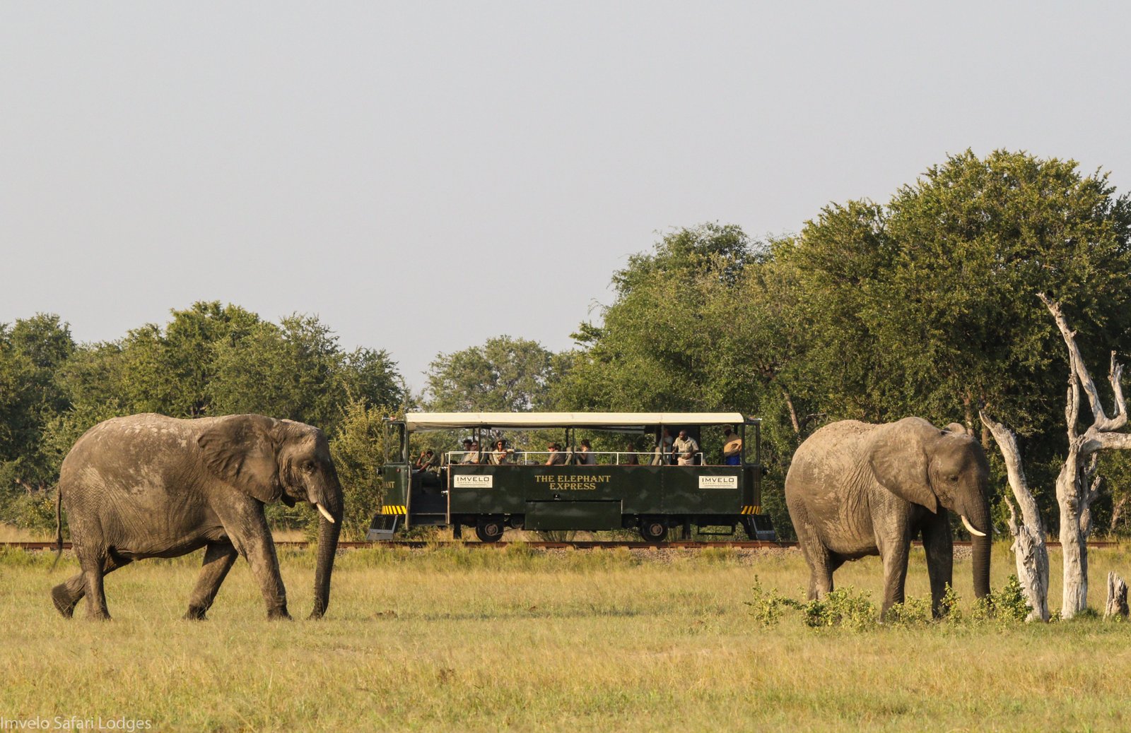 Elephant Express mit Elefanten im Vordergrund