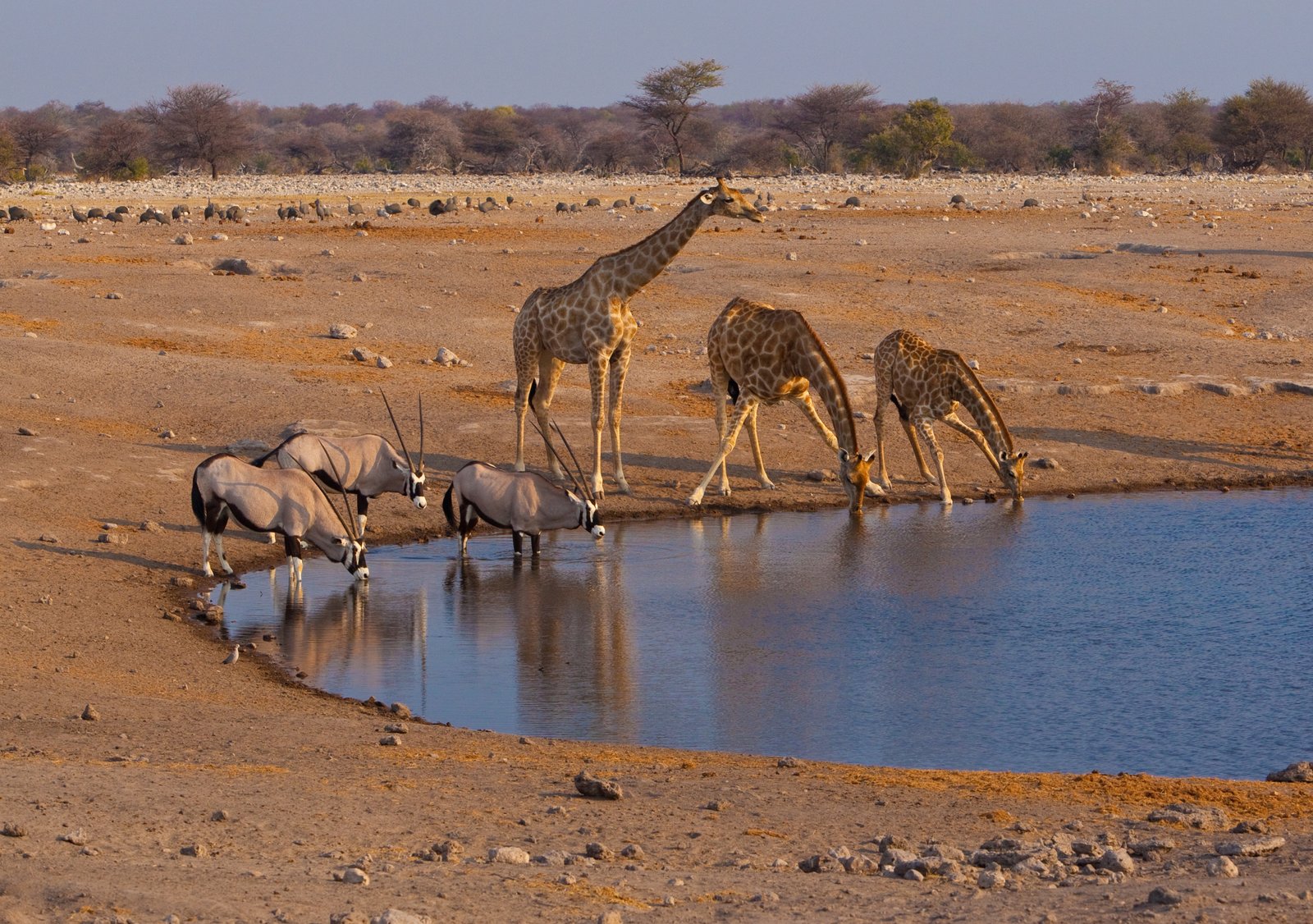 Giraffen und Oryx am Wasserloch im Etosha