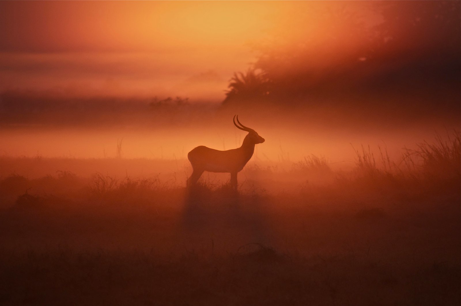 Musekese Camp Antilope bei Sonnenuntergang