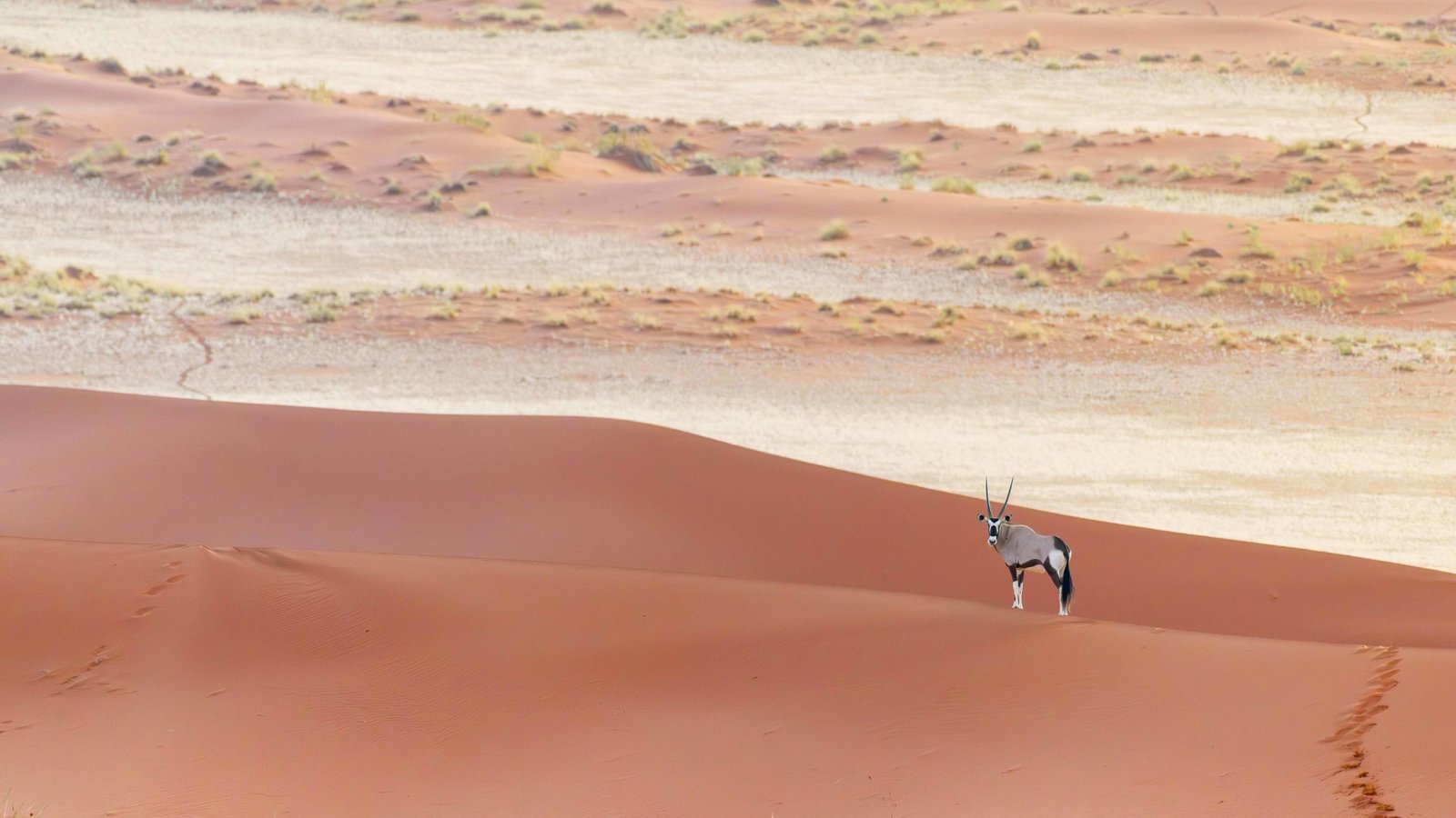 Oryx-Antilope auf einer Düne