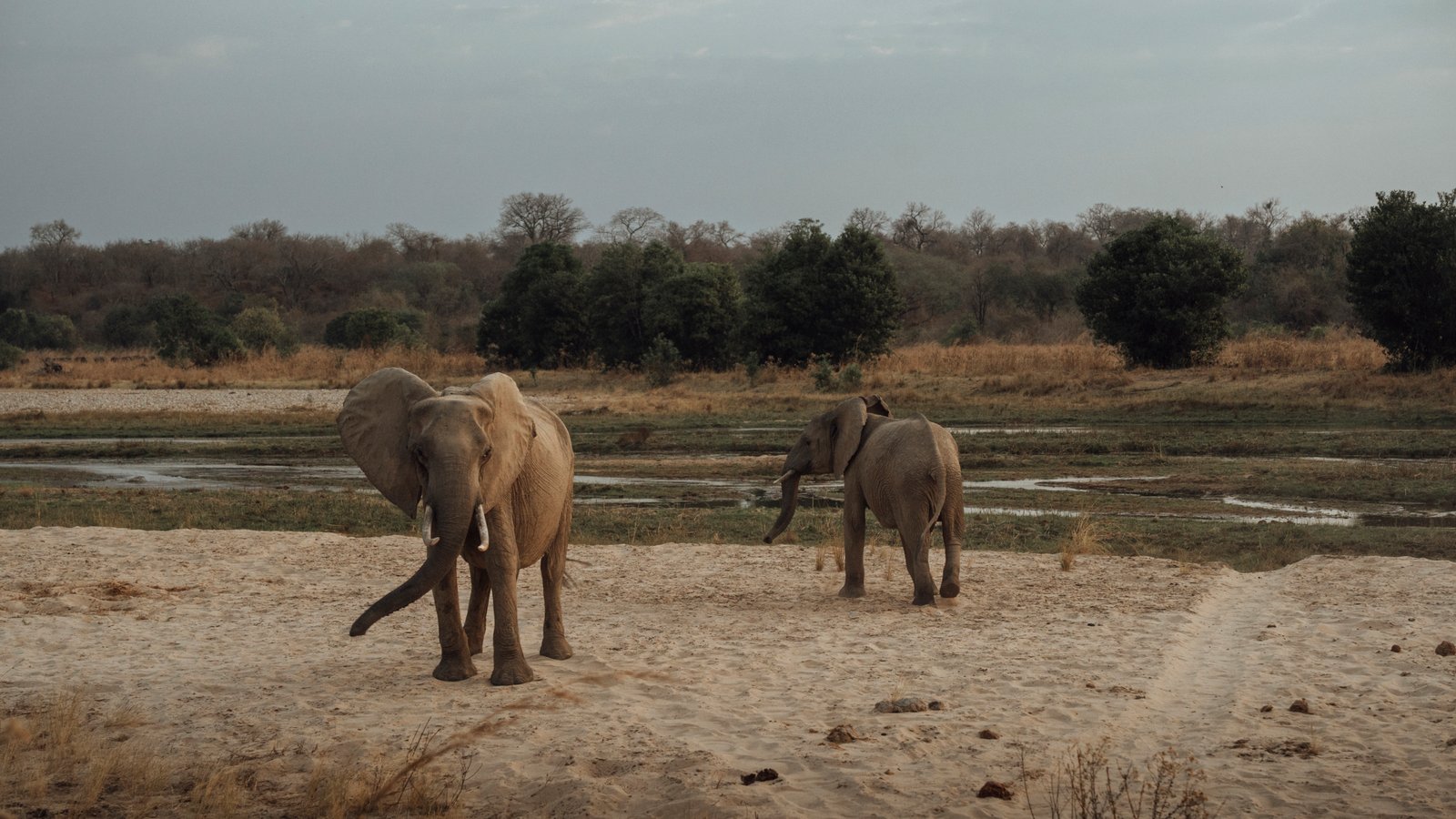 North Luangwa Kutandala Camp Elefanten bei der Schwemmebene