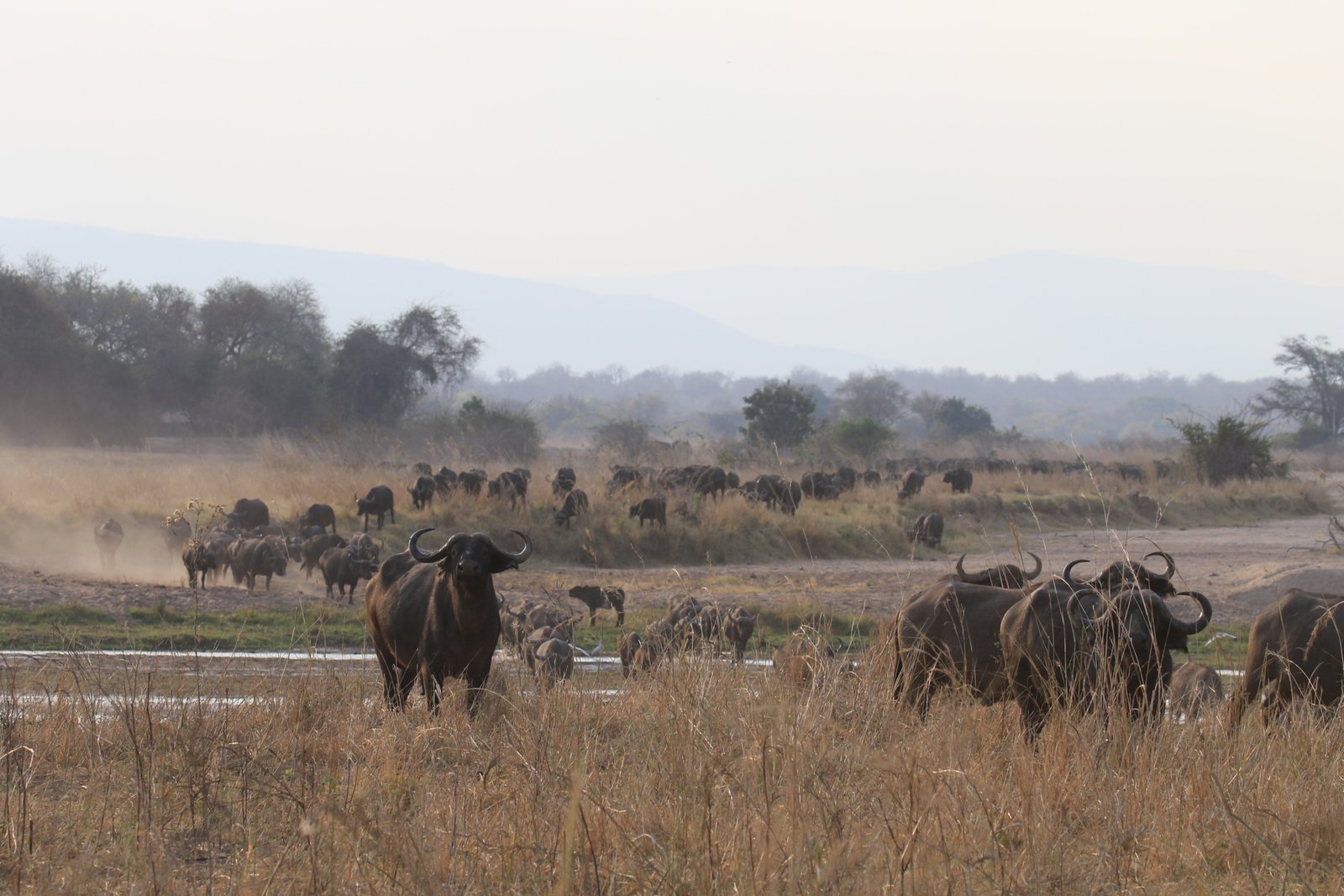 North Luangwa Kutandala Camp Büffelherde