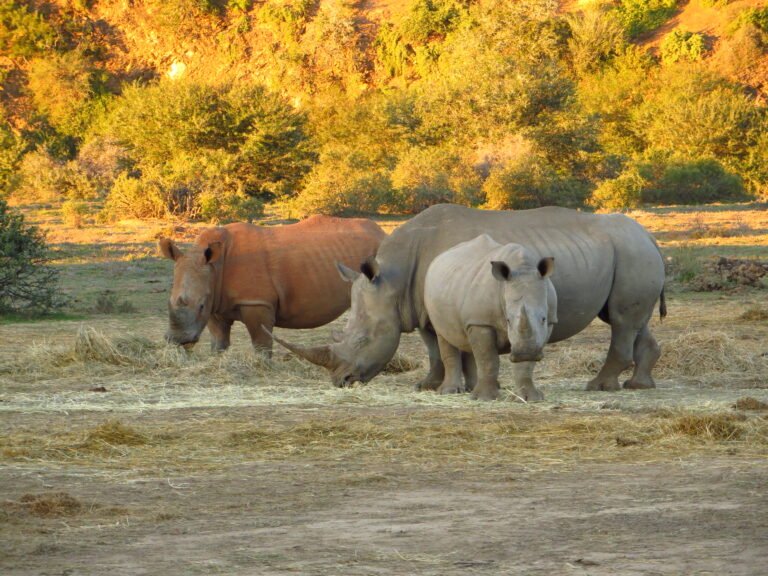 Hluhluwe National Park drei Nashörner im Abendlicht