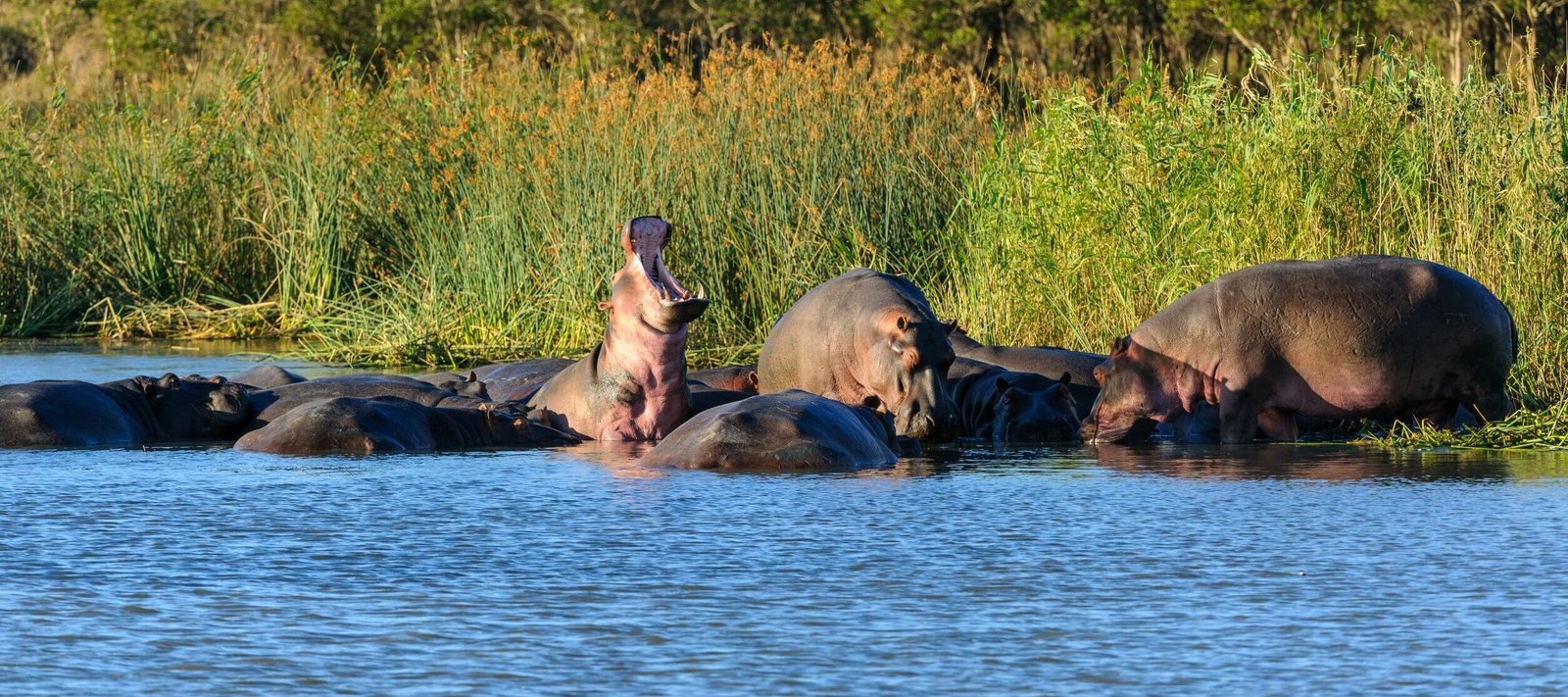 St. Lucia Hluhluwe National Park Hippos im Wasser