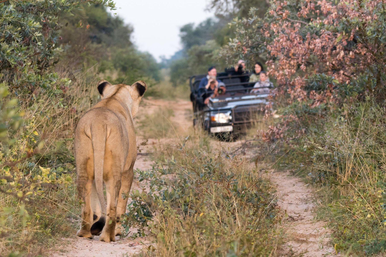 Marataba Mountain Lodge Safari mit Löwensichtung