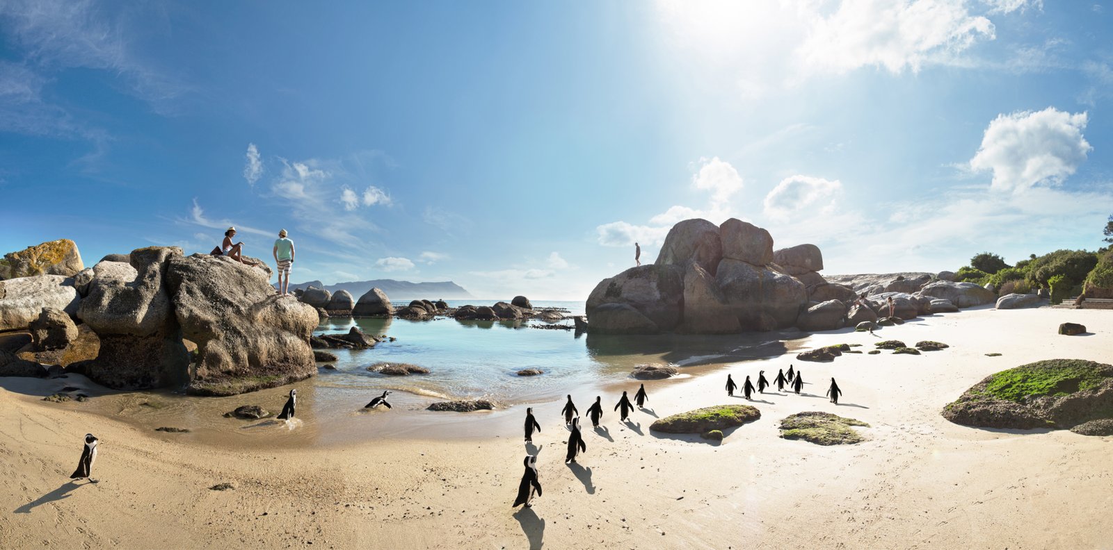 Pinguine an der Boulders Beach in Simons Town auf der Kaphalbinsel