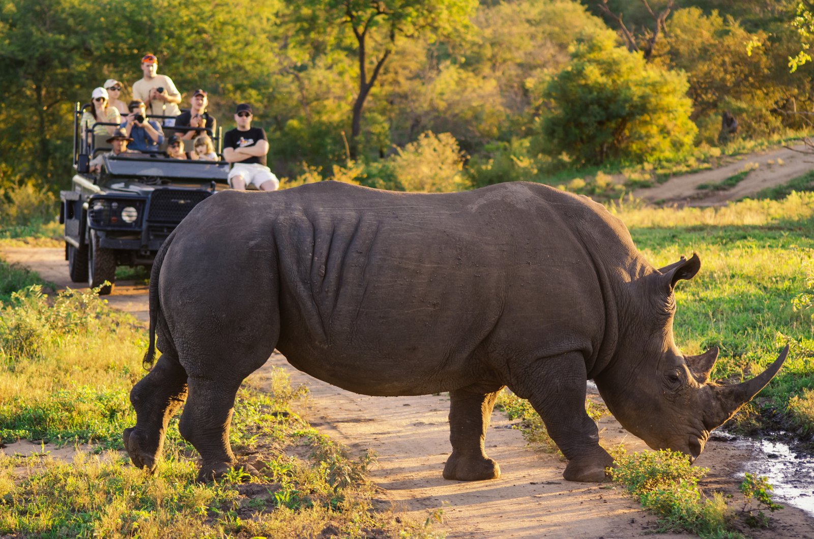 Pirschfahrt im offenen Fahrzeug mit Nashorn