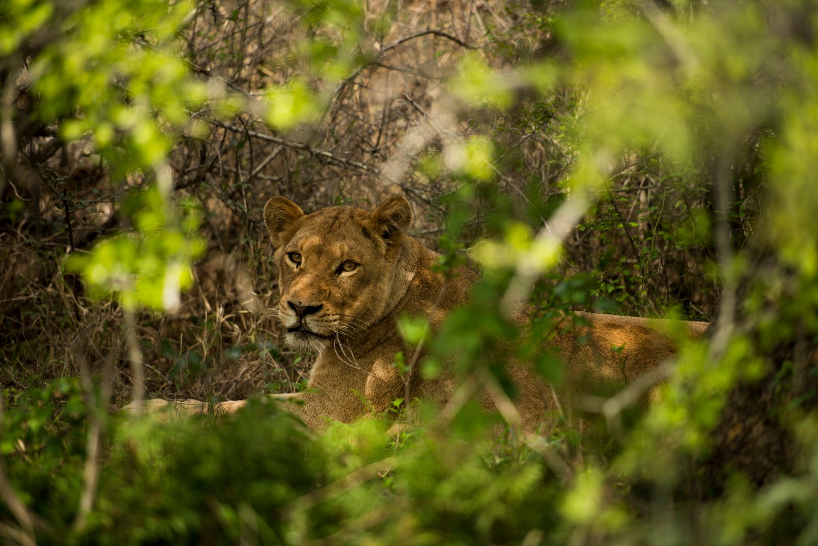 Nomad Safari & Adventure Tours Löwe im Busch