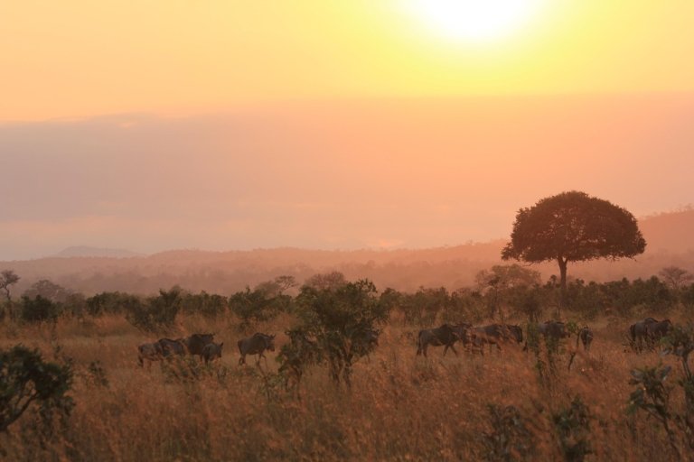 Abendstimmung in Tanzania Safari mit Beobachung von Wildebeest