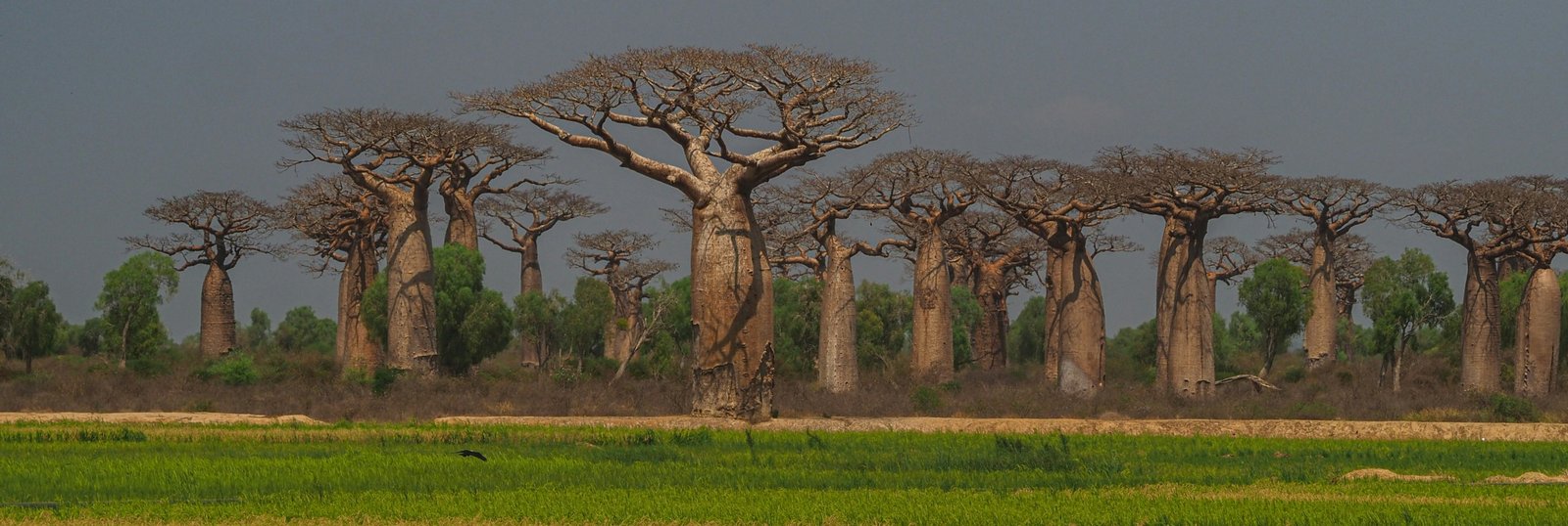 Baobab Valley Tanzanzia viele Baobab Bäume auf einer flachen Ebene