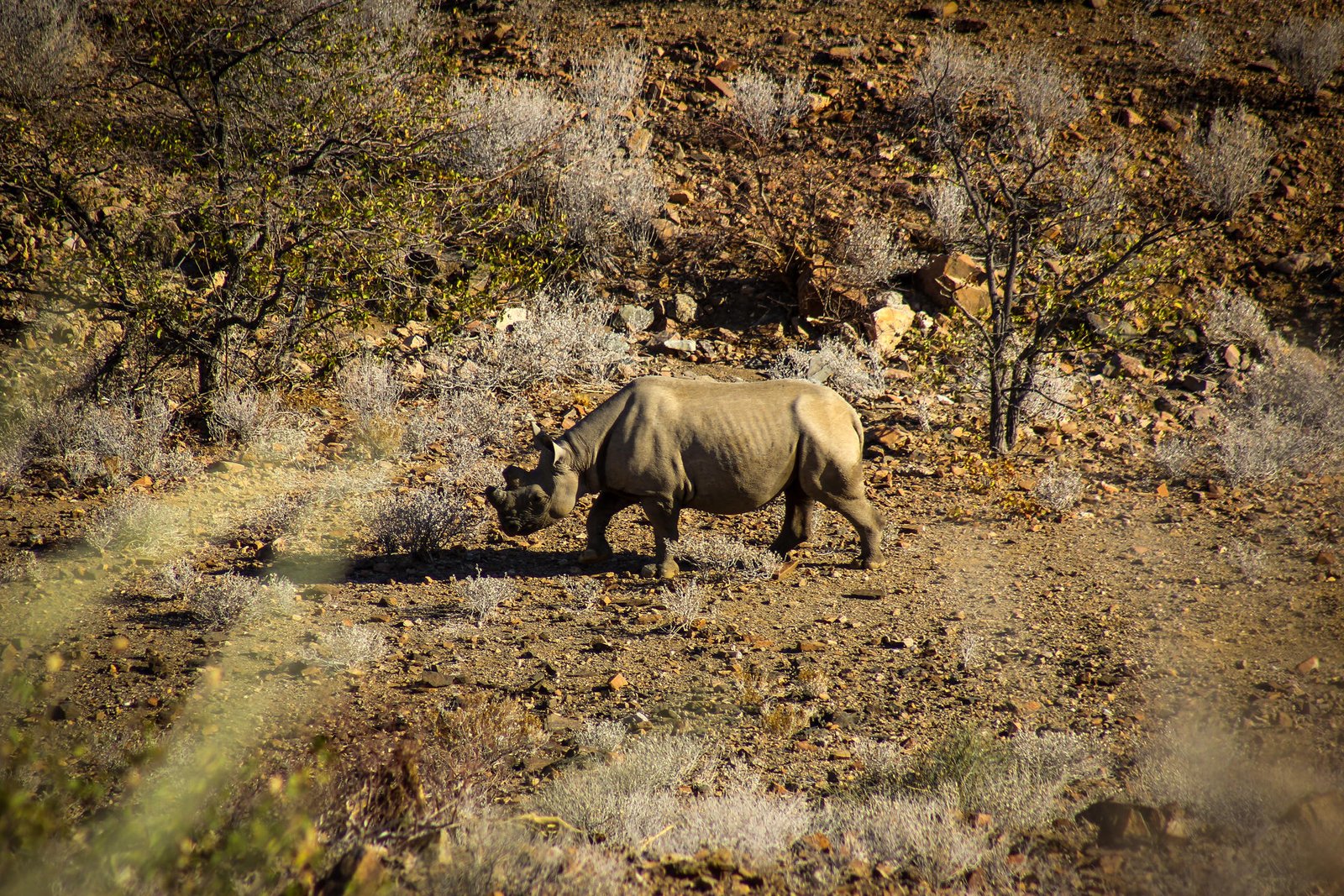 Camp Doros Damaraland Rhino Tracking