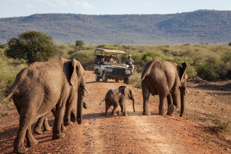 Tuningi Safari Lodge Game Drive mit Elefanten