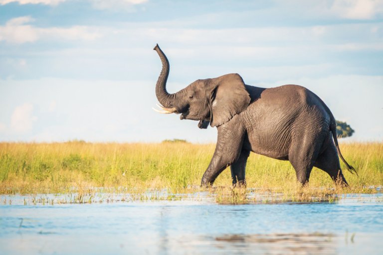 Chobe Game Lodge mit Elefant am Chobe Fluss