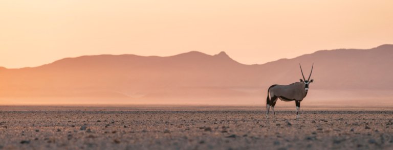 Oryx Antilope Sossusvlei