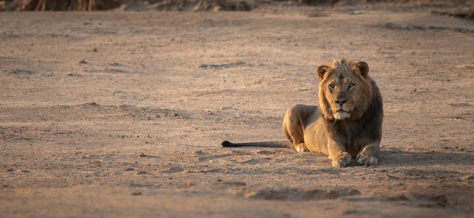 African Bush Camps Löwe liegt auf Sand