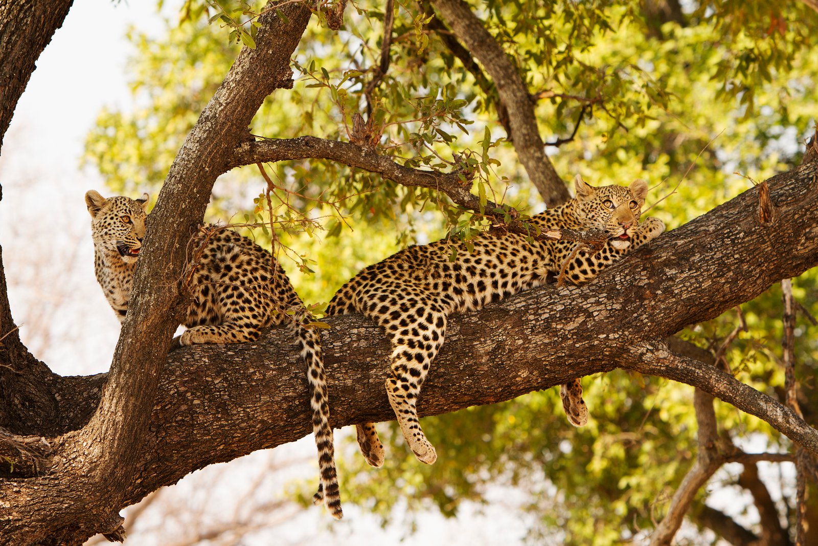 Ker&Downey Botswana Leoparden Paar auf dem Baum