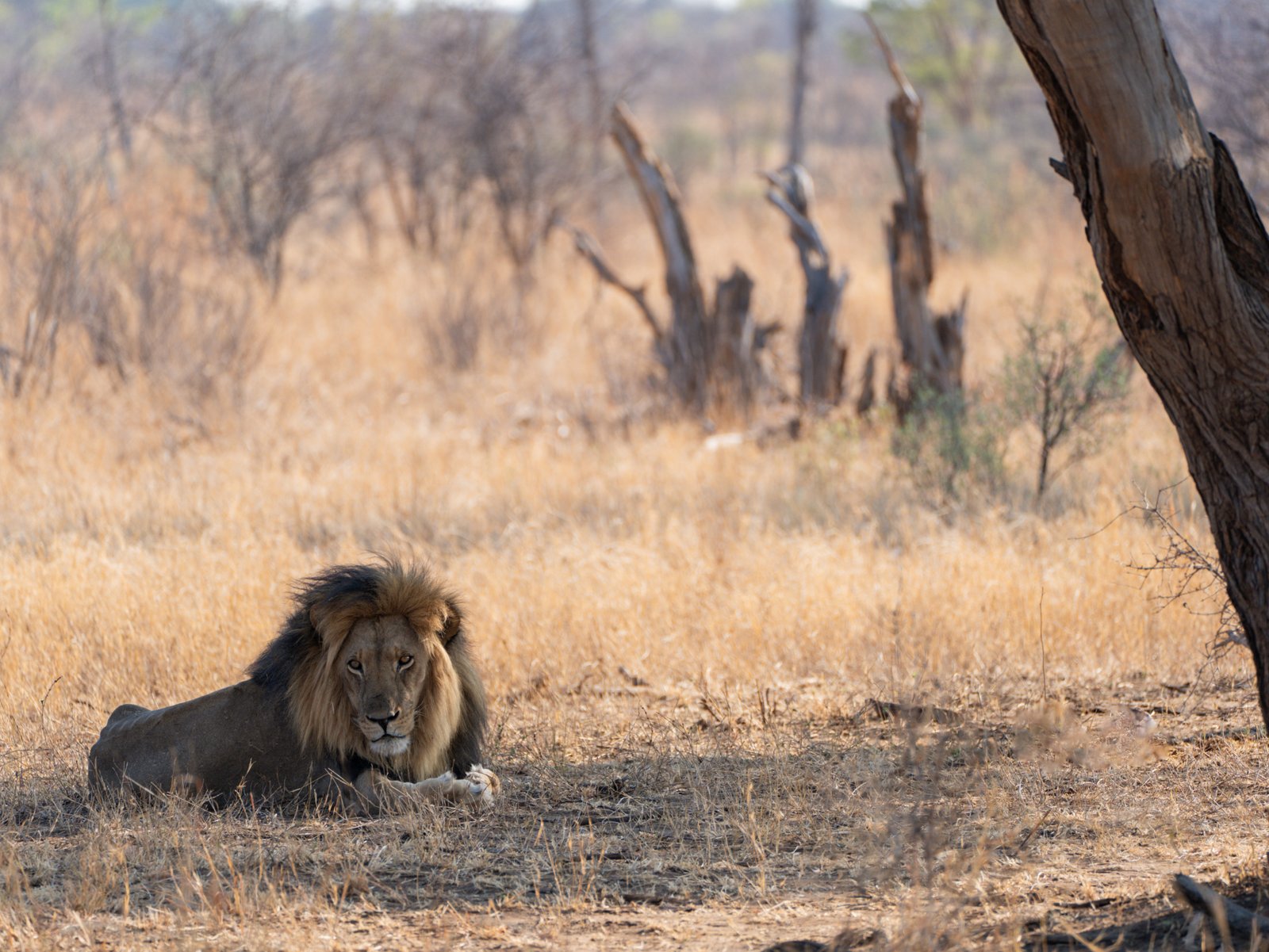 Löwe liegend am Boden