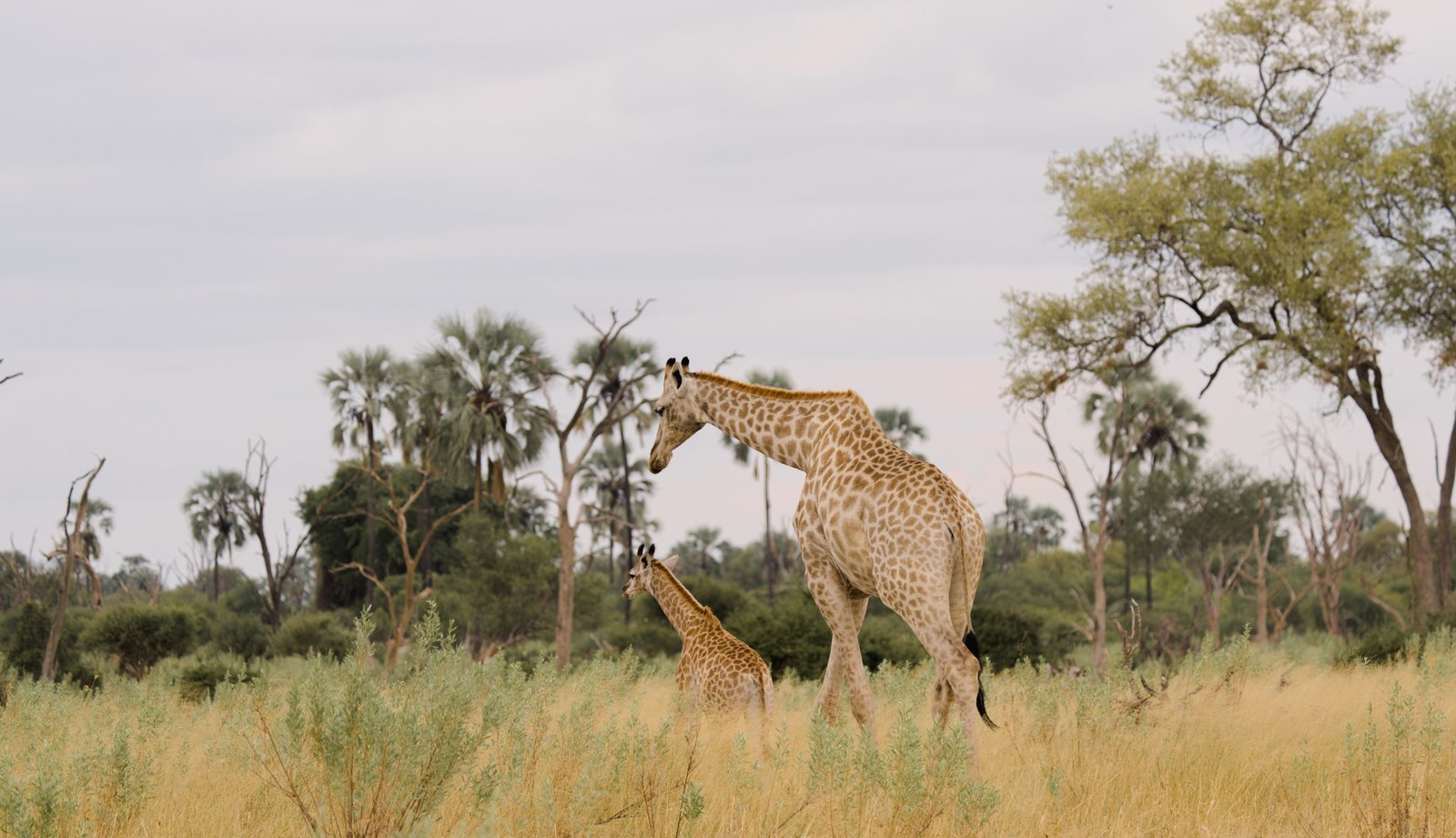 Zwei Giraffen laufend durch den Busch