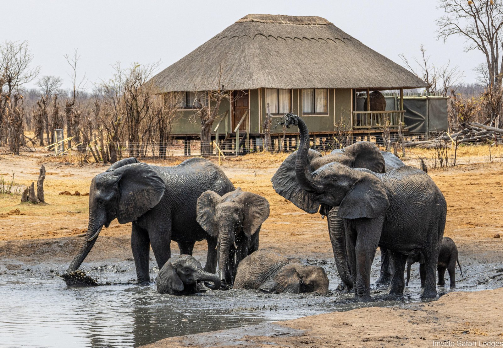 Elefanten am Baden und Trinken am Wasserloch