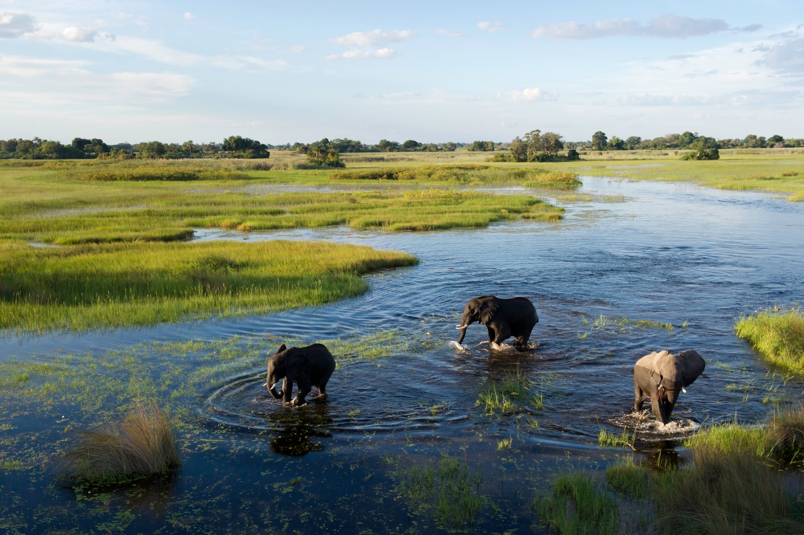 Elefanten im Okavango Delta Fluss