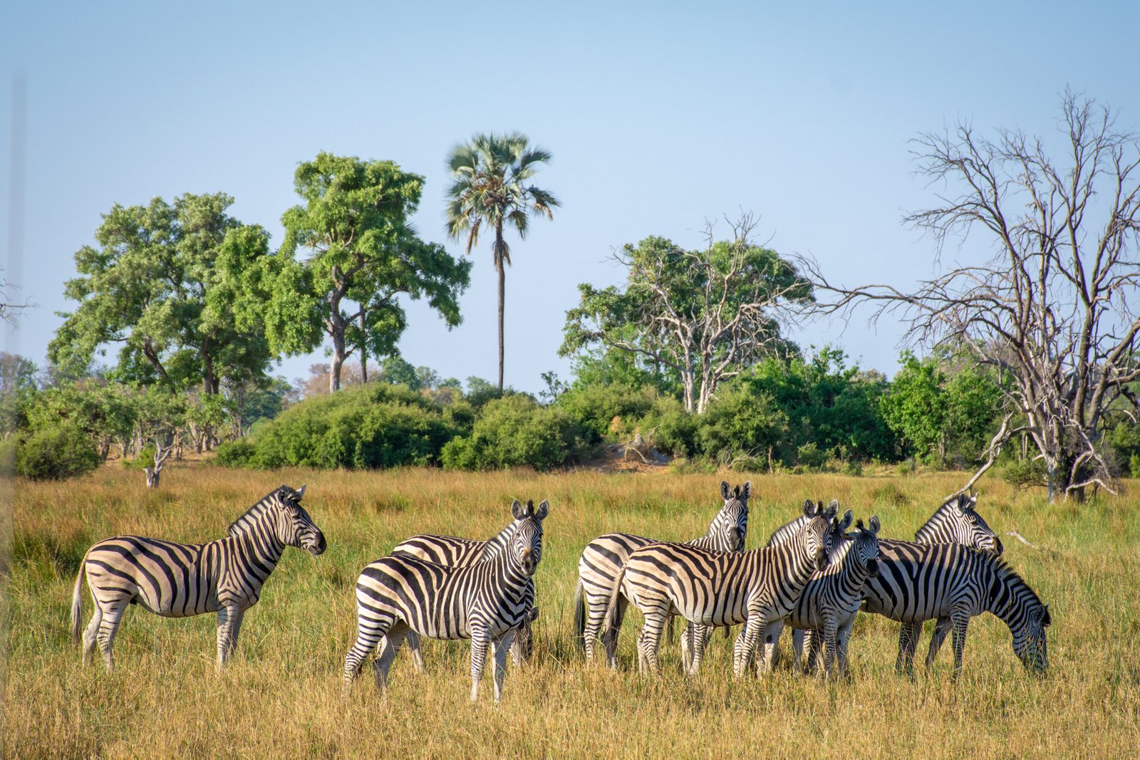 Zebra Familie beim Mma Dinare Camp