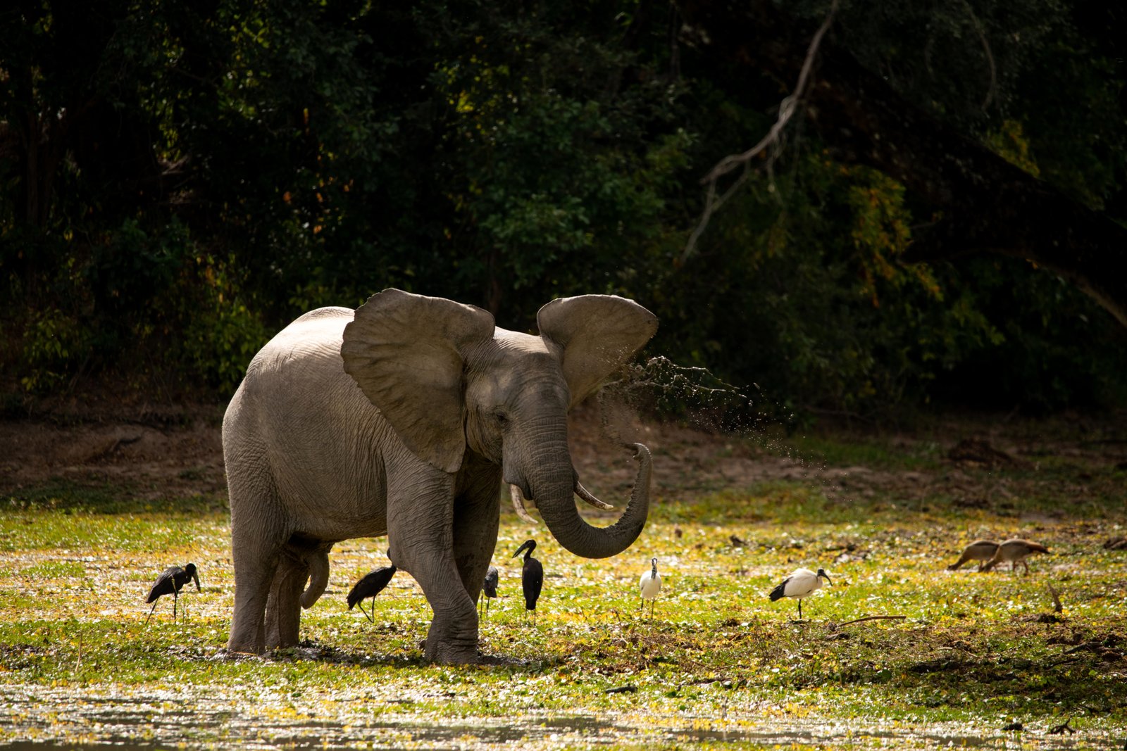Elefant bei Mana River