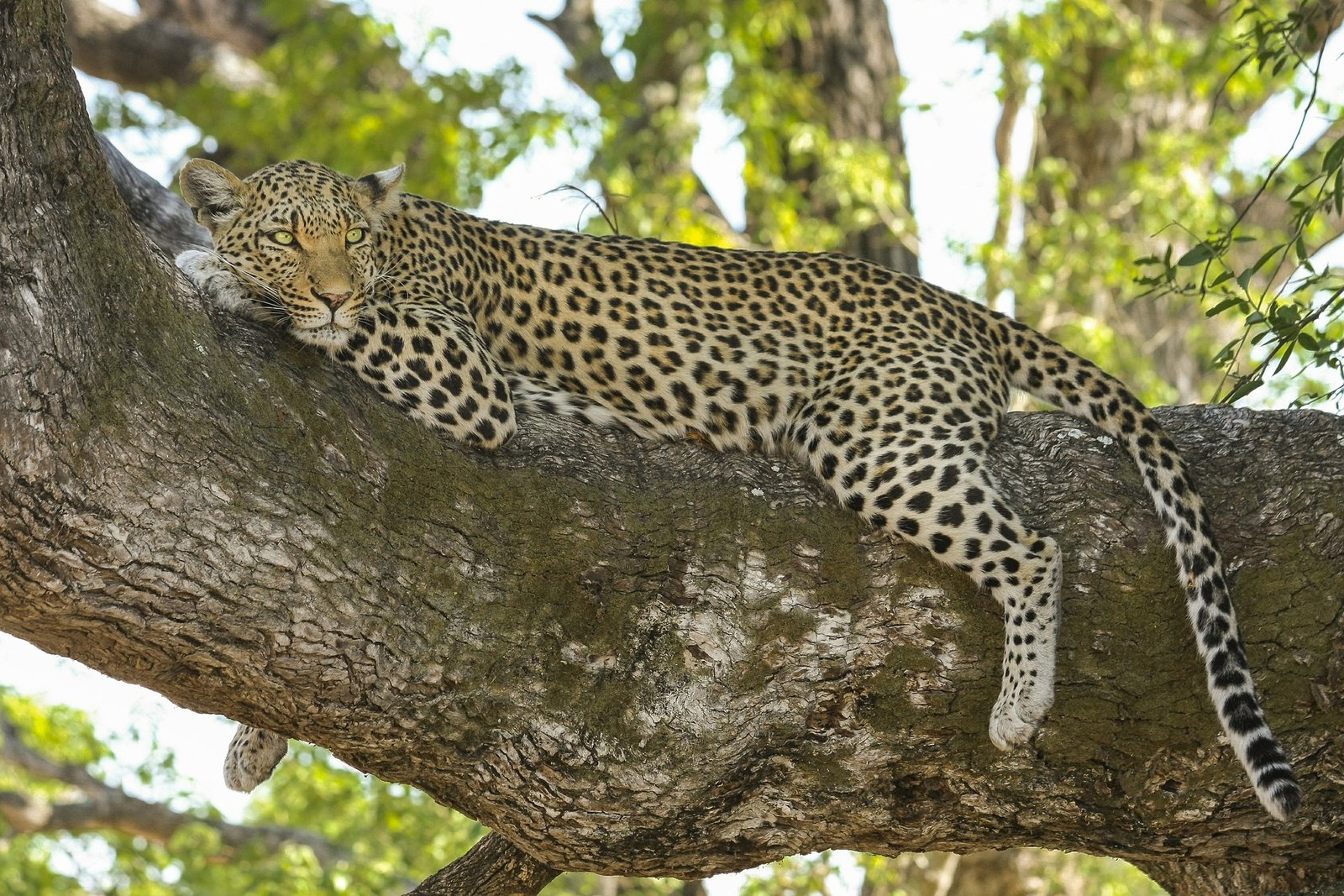 Leopard auf Baum