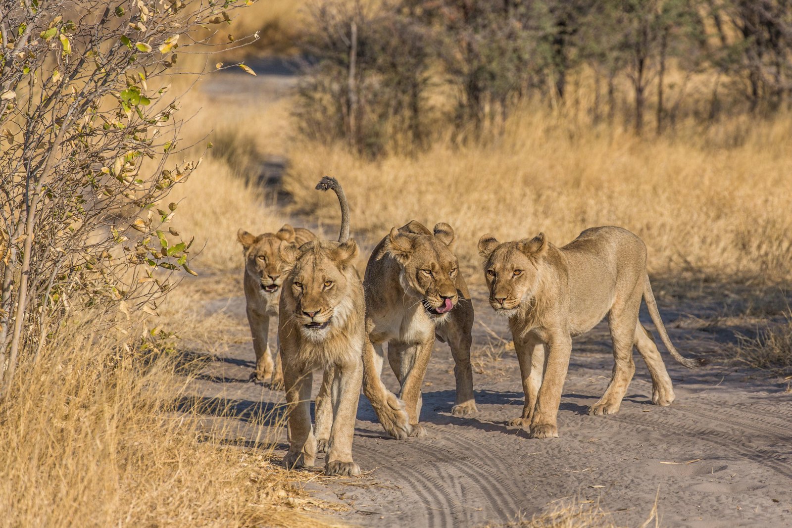 Löwen Central Kalahari