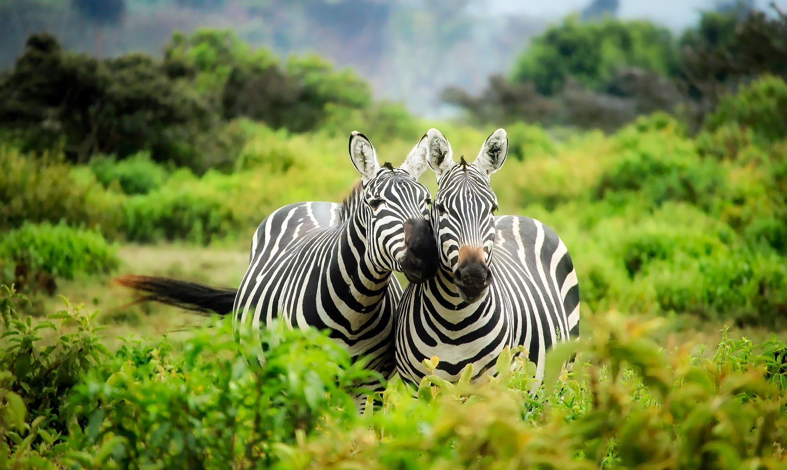 Zebras 