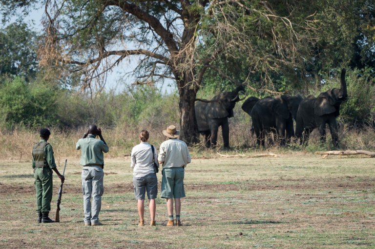 Walking Safari