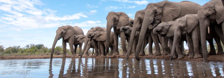 Elefantenherde beim Trinken am Wasserloch
