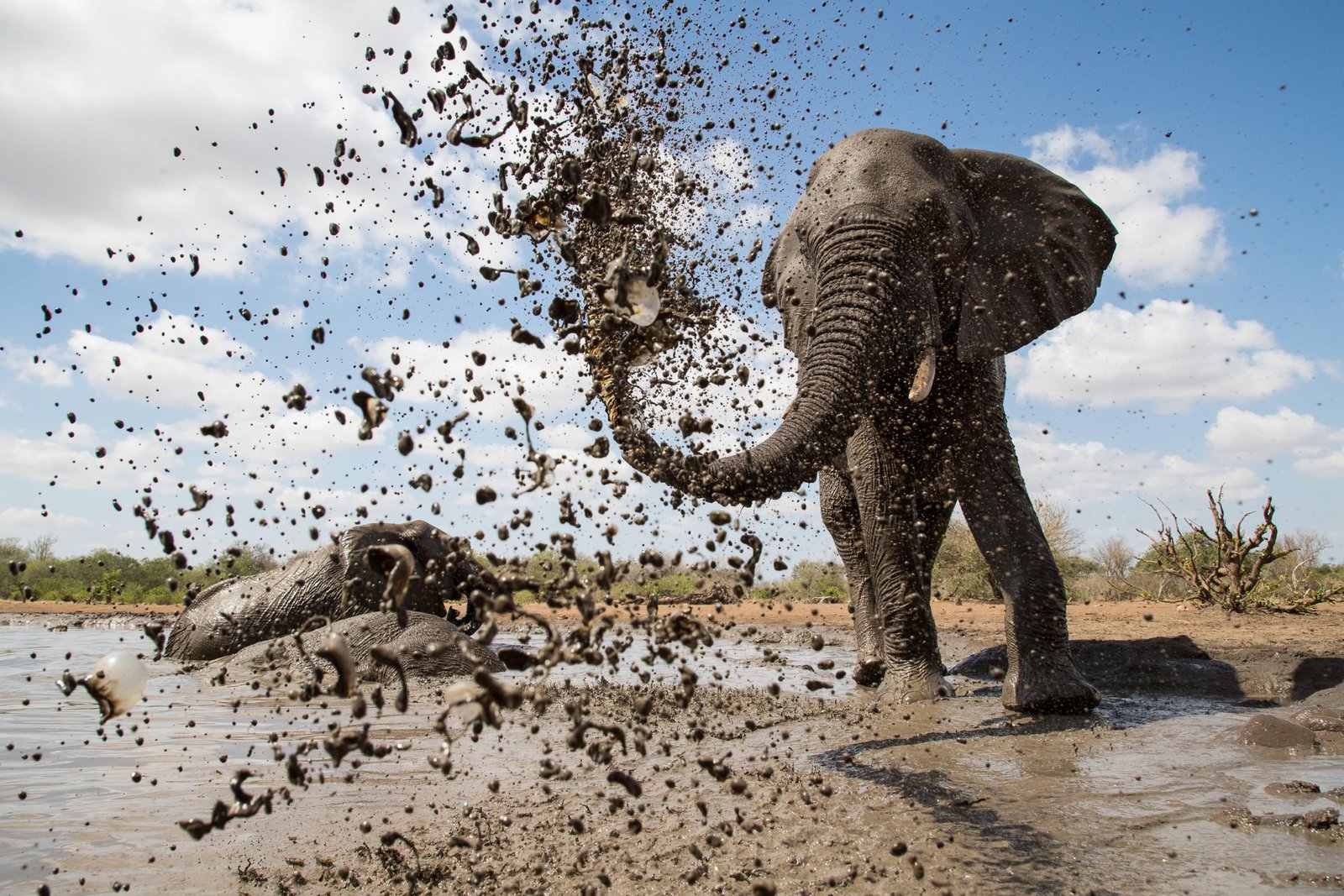 Elefant am Wasserloch schleudert mit seinem Rüssel Schlamm in die Luft