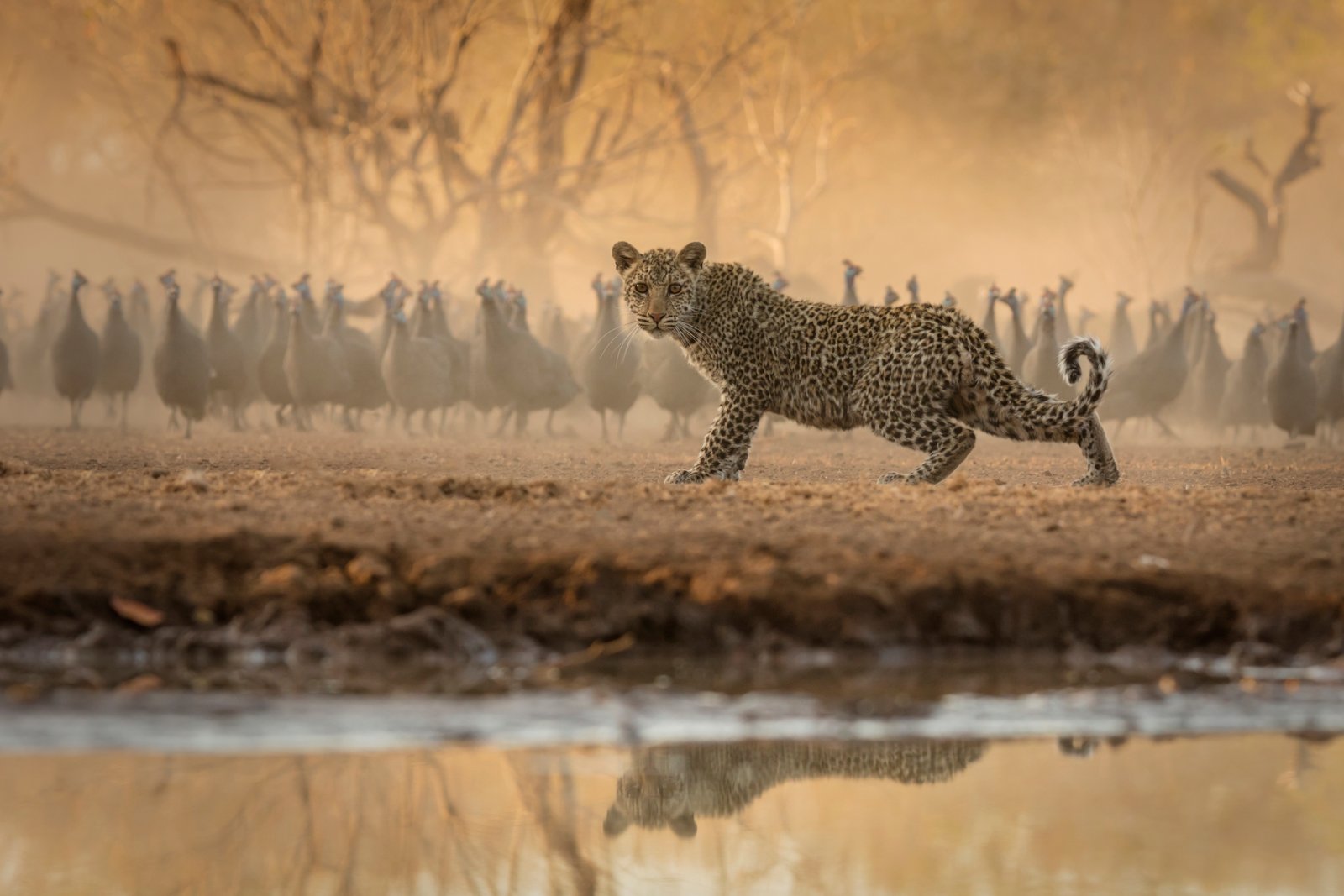 Leopard lauft am Wasserloch vorbei