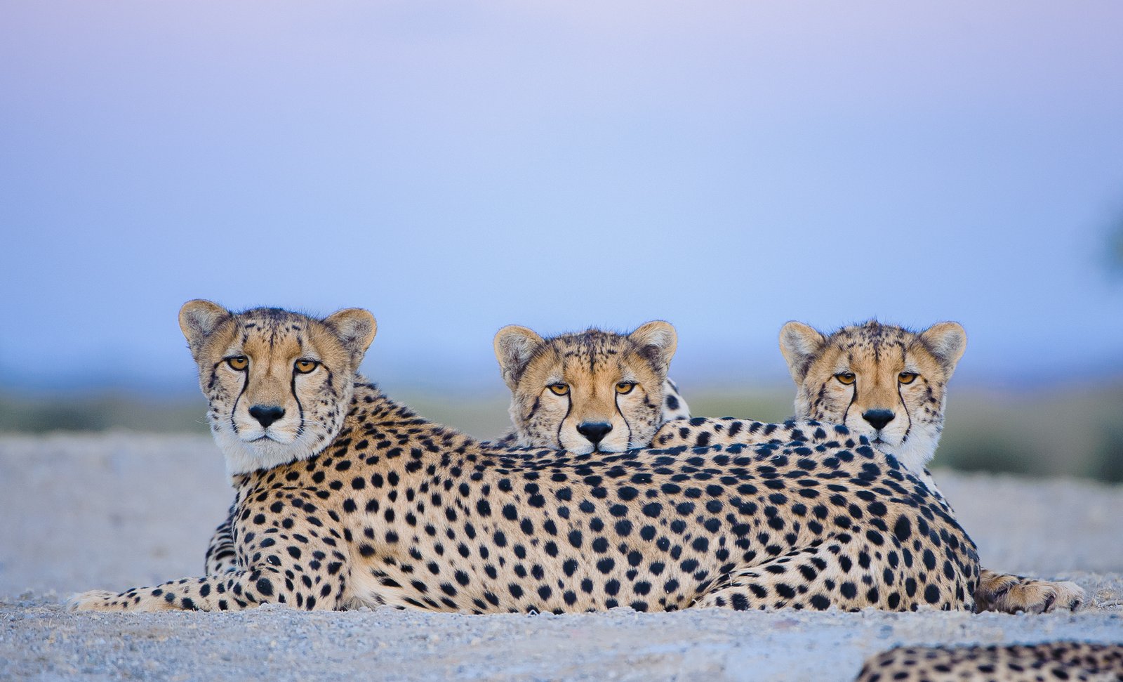 Drei Geparden, die dicht nebeneinander auf dem Boden liegen mit Blick zur Kamera