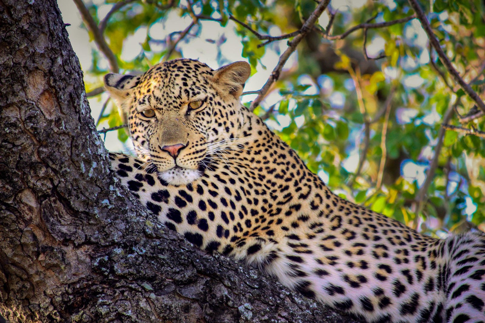 liegender Leopard auf Baum