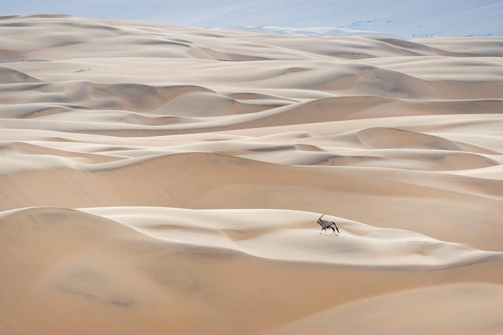 Sanddünen Serra Cafema mit Oryx Antilope auf den Dünen