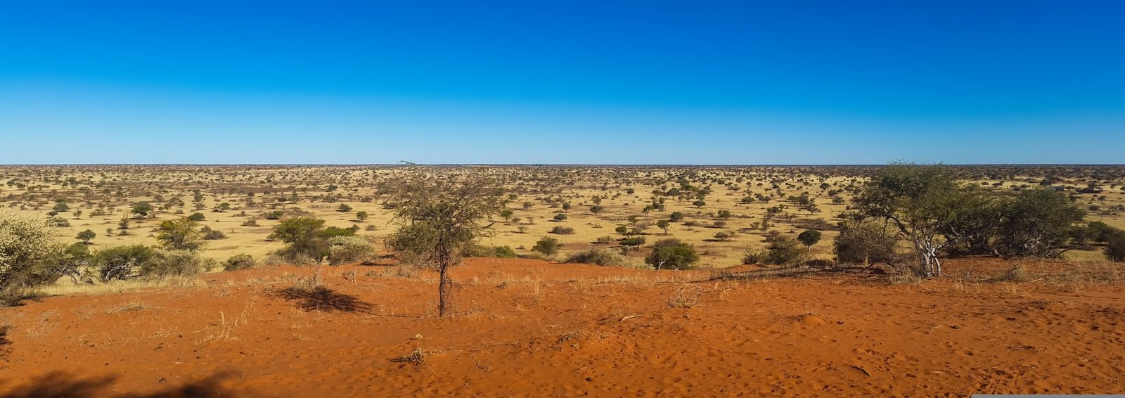 Aussicht auf die Kalahari mit blauem Himmel