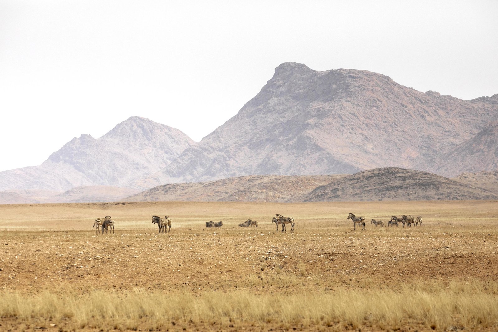 Zebras auf Grasboden mit Hügellandschaft im Hintergrund