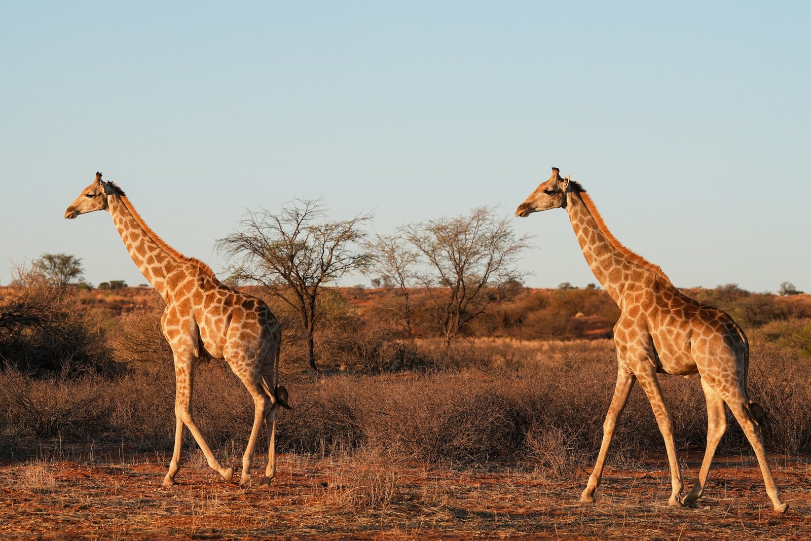 2 Giraffen spazieren durch die Kalahari