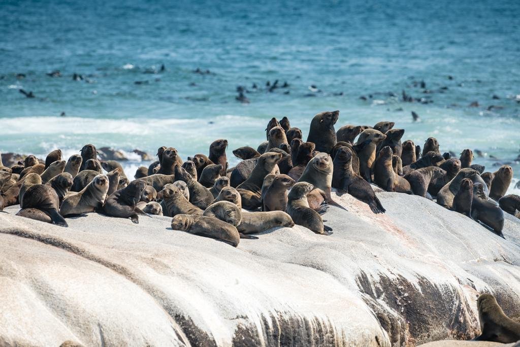 Seelöwen liegend auf grossem Stein und im Hintergrund schwimmende Seelöwen im Meer