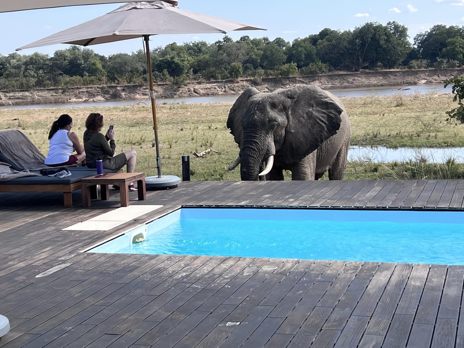 Chikunto Safari Lodge Swimmingpool mit Elefant nahe bei Personen