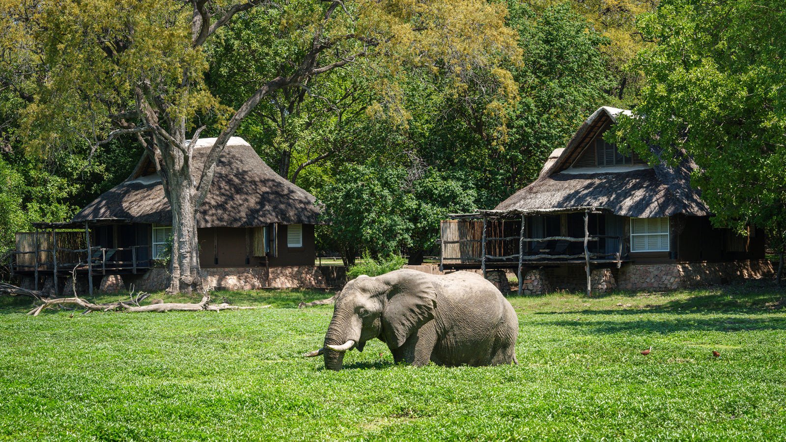 Mfuwe Lodge in Zambia elefant im Gras vor den Bungalows