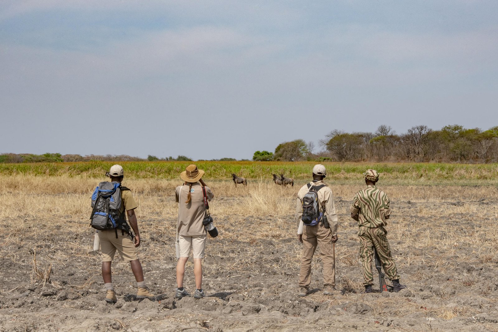 Mwaleshi Camp North Luangwa Nationalpark Walking Safari mit Gnu Sichtung
